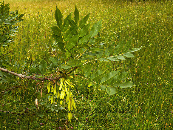 Fraxinus pennsylanicus  RED ASH 5009169z