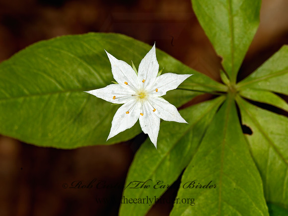 Treintalis borealis  EASTERN STARFLOWER 3013713z