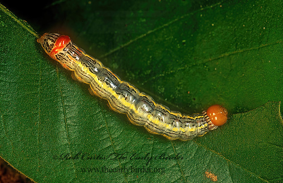 Symmerista canicosta  RED-HUMPED OAKWORM 168005z