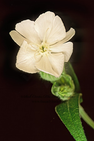Silene latifolia  WHITE CAMPION  95933z