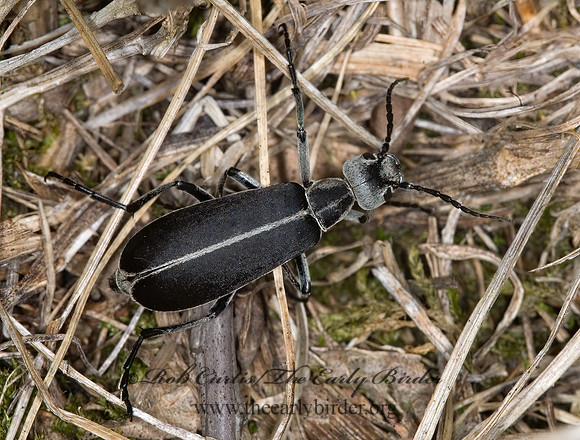 Epicauta cinerea 6013978z