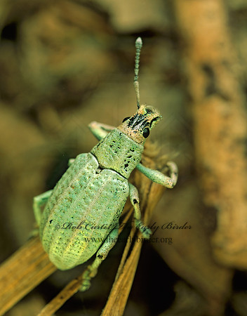 Compsus auricephalus 70425z