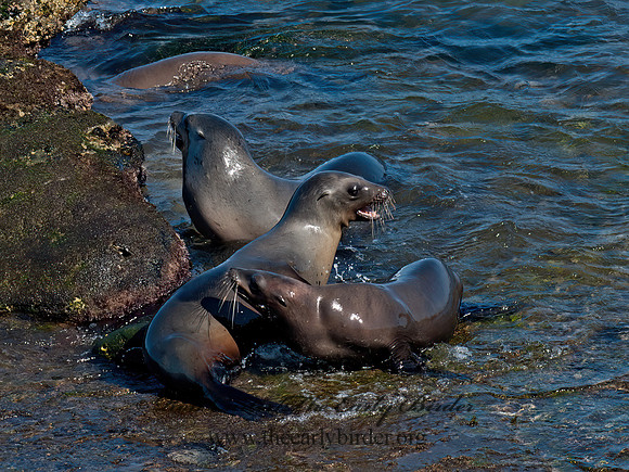 Zalophus californianus  CALIFORNIA SEA LION 8036206z