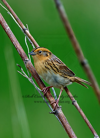 Ammospiza leconteii  LE CONTE'S SPARROW 9028970z