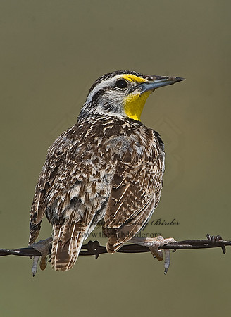 Sturnella neglecta  WESTERN MEADOWLARK 7011348z