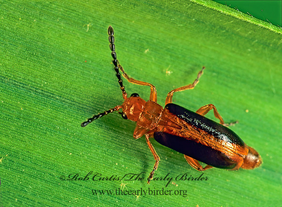 Phyllobrotica limbata 172933z