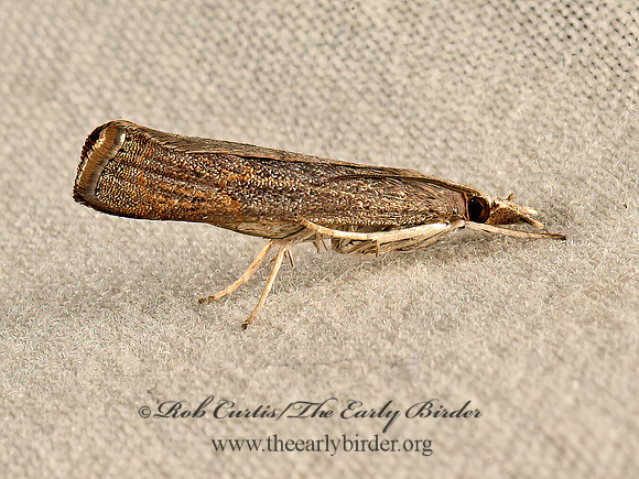 Parapediasia teterrellus  BLUEGRASS WEBWORM MOTH 9047728z