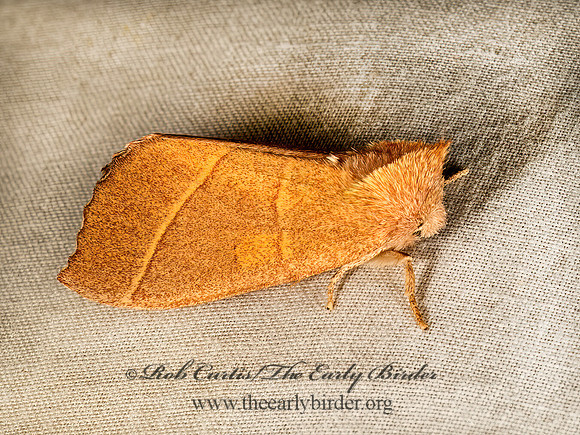 Nadata gibbosa  WHITE-DOTTED PROMINENT 9048321z