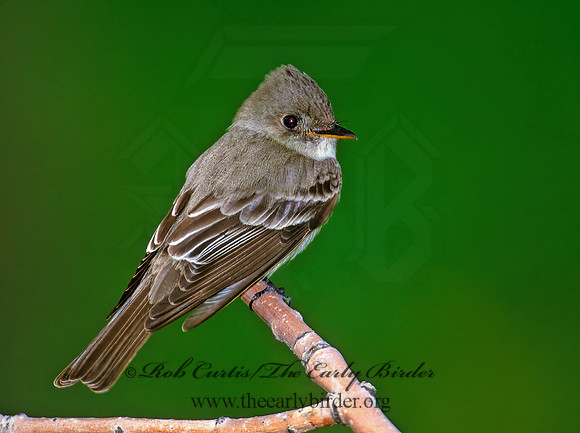 Contopus virens  EASTERN WOOD PEWEE 289534z