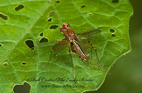 Compsobata univitta STILT-LEGGED FLY 5009327taz