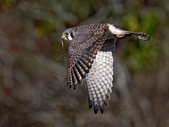 Falco sparverius AMERICAN KESTREL 9092149z