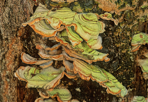 Stereum ostrea  FALSE TURKEYTAIL 262411z