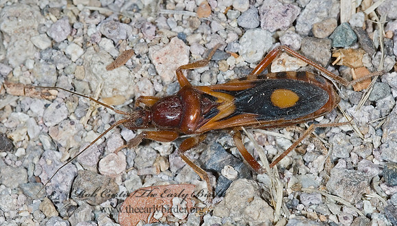 Rasahus thoracicus 7008624z