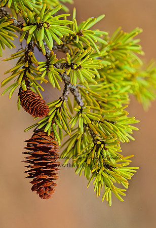 Picea glauca  WHITE SPRUCE 230231z