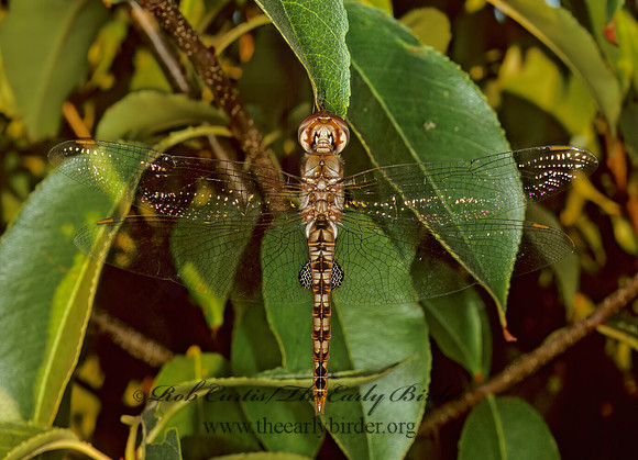 Pantala hymenaea SPOT-WINGED GLIDER 244816 Mz