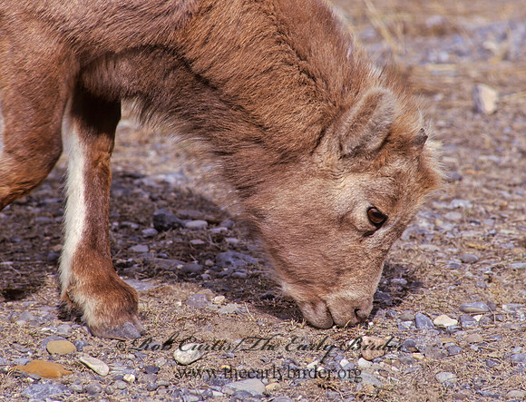 Ovis canadensis  BIGHORN SHEEP 223114z