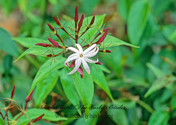 Jasminum nitidum  ANGELWING JASMINE 248023z