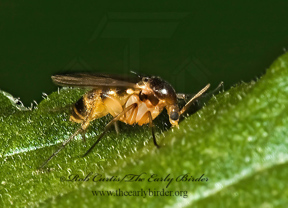 Trichonta  FUNGUS GNAT 5015782z