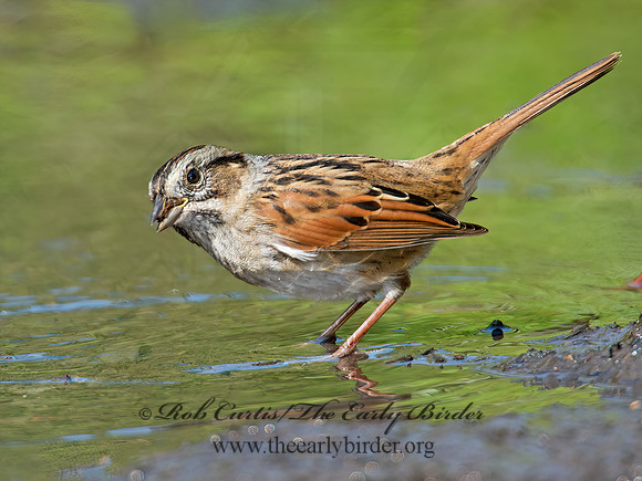 Melospiza georgiana  SWAMP SPARROW 9005358z