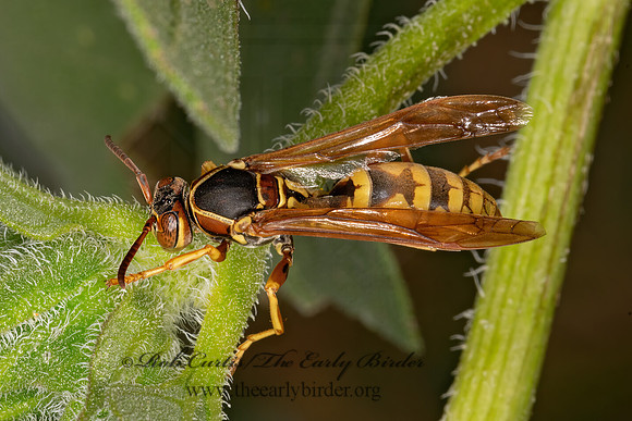 Polistes aurifer  GOLDEN PAPER WASP 3023377z