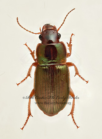 Harpalus affinis 9019674z
