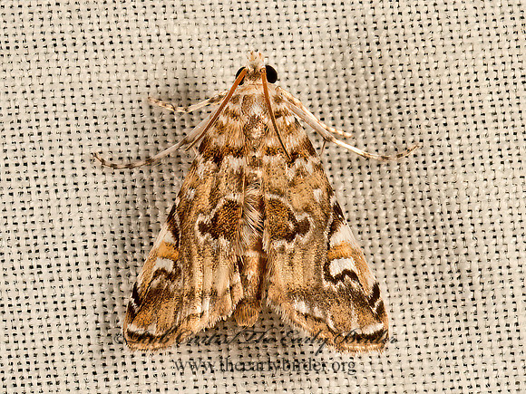 Elophila gyralis  WATERLILY BORER 9049418z