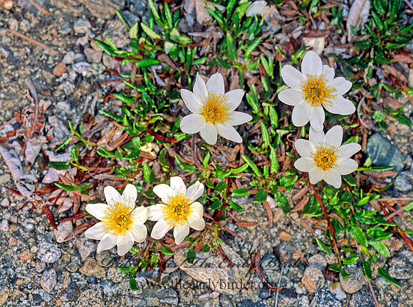 Dryas octopetala  MOUNTAIN AVENS 242601z