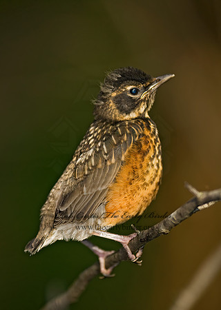 Turdus migratorius  AMERICAN ROBIN 7016558z