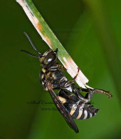 Triepeolus lunatus  CUCKOO BEE 6009013z