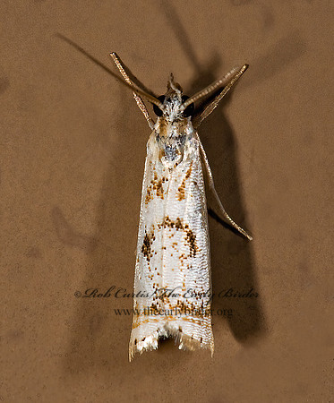 Microcrambus elegans ELEGANT GRASS-VENEER 8008344z