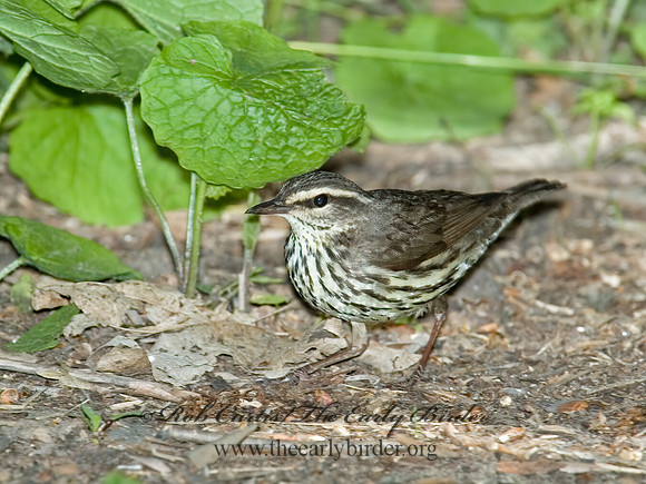 Parkesia noveboracensis  NORTHERN WATERTHRUSH 5007126z