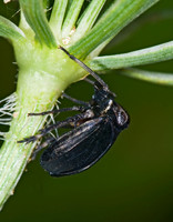 Phylloscelis atra 6012330z