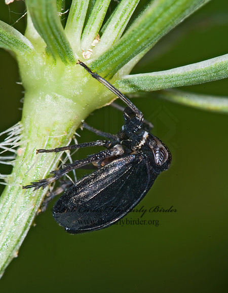 Phylloscelis atra 6012330z