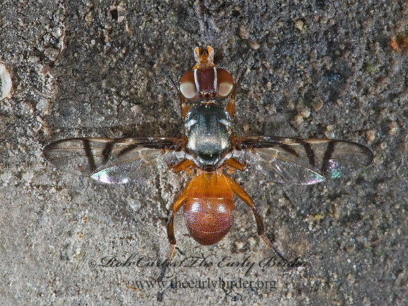 Rivellia cognata  SIGNAL FLY~ 5014812z