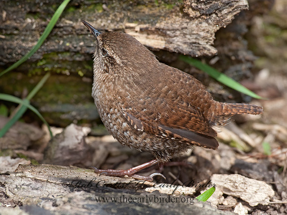 Troglodytes hiemalis  WINTER WREN 8033962z