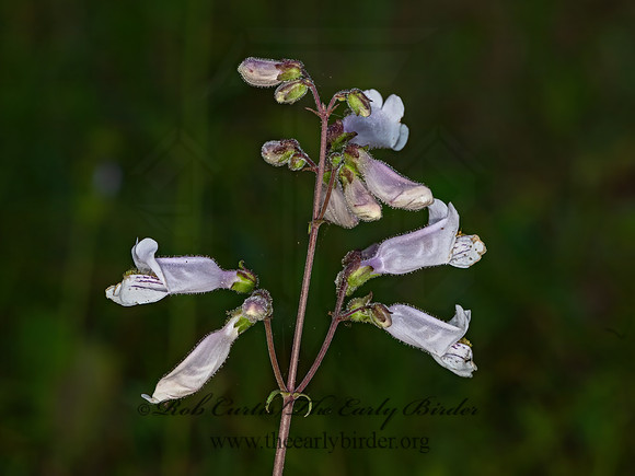Penstemon laxiflorus  NODDING BEARDSTONGUE 3028498z