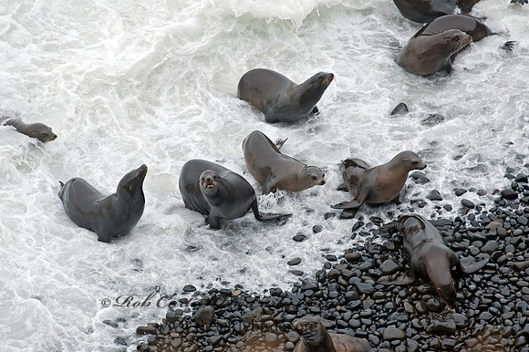 Zalophus californianus  CALIFORNIA SEA LION 8019643z