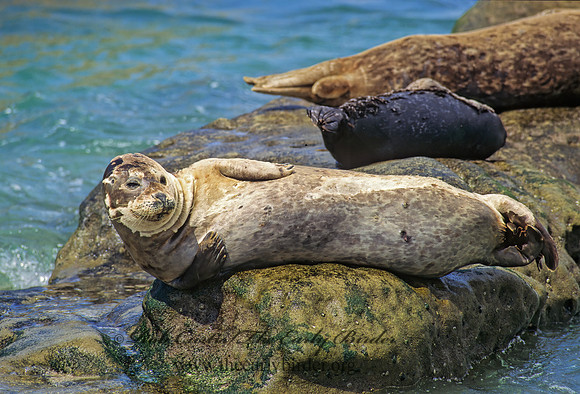 Phoca vitulina  HARBOR SEAL 124325z