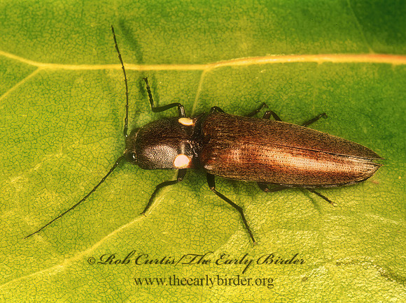 Ignelater havaniensis 260233z