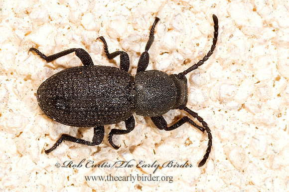 Dinomus  HELOPINI DARKLING BEETLE 3039449z