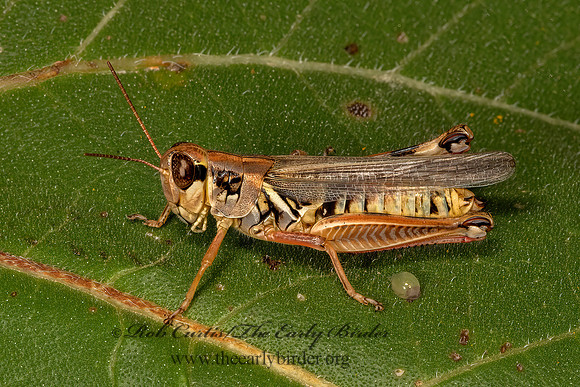Melanoplus femurrubrum  RED-LEGGED GRASSHOPPER 3023345z