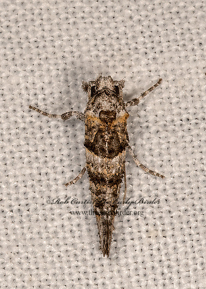 Dyotopasta yumaella  CLOTHES MOTH 3033208z