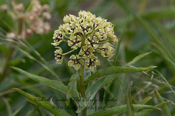 Asclepias asperula  GREEN-FLOWERED MILKWEED 3035400z
