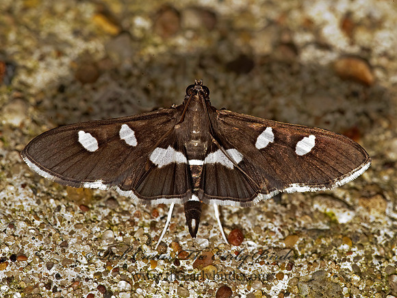 Desmia funeralis GRAPE LEAF-FOLDER MOTH~ 8023327z