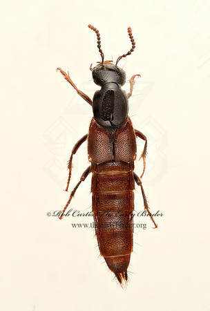 Hesperus baltimorensis 9020333z