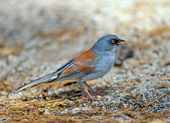 Junco phaeonotus  YELLOW-EYED JUNCO 75114z