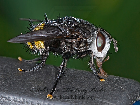 Belvosia  GONIINI TACHINID FLY 6008330z