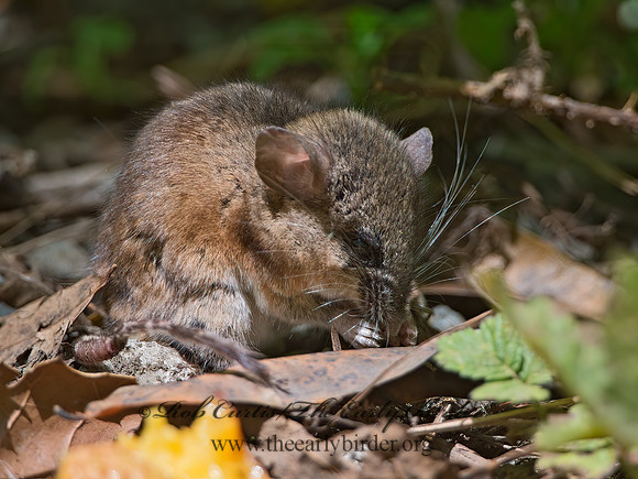 Peromyscus  DEER MOUSE 9058993 z