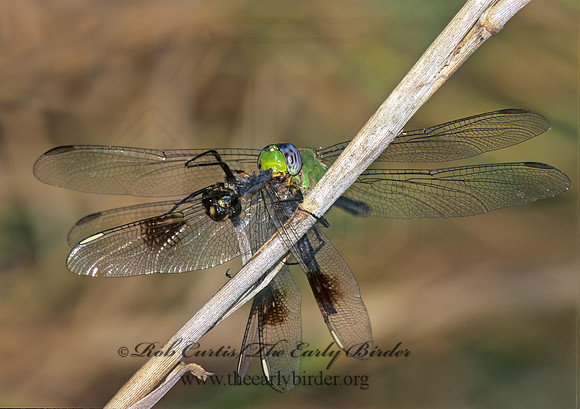 Erythemis vesiculosa GREAT PONDHAWK 272332 z