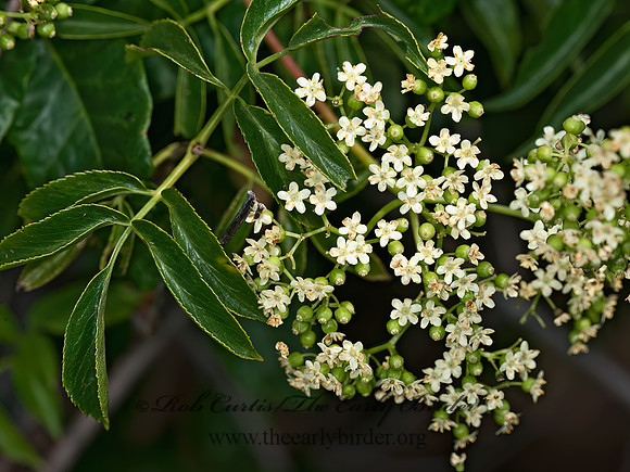 Sambucus nigra  BLUE ELDERBERRY 8037247z